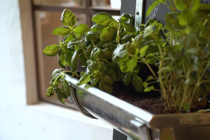 Kräuter in einem Topf aus einer Dachrinne